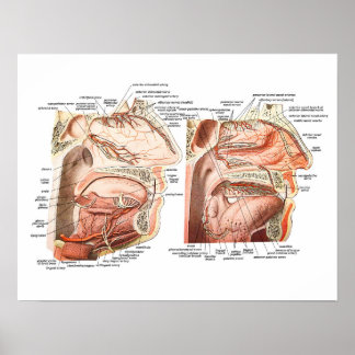Poster Anatomie interne du visage humain