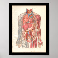 Anatomie interne humaine vintage Imprimer