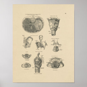 Poster Anatomie Larynx vintage 1880 Imprimer