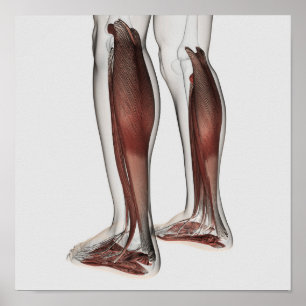 Poster Anatomie masculine de muscle des jambes humaines,