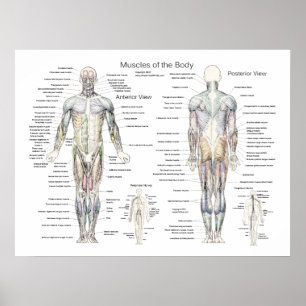 Poster anatomie musculaire Antérieur et postérieur