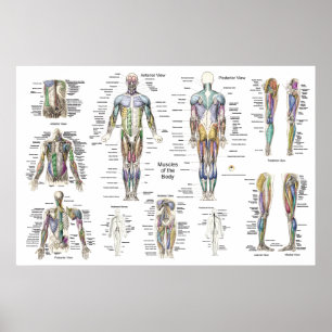 Poster anatomie musculaire Antérieur, postérieur e