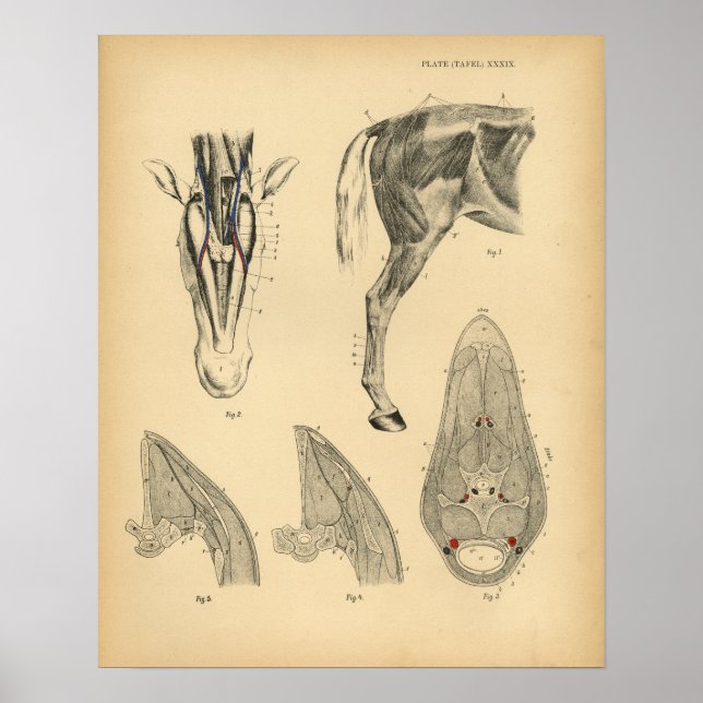 Poster Anatomie musculaire de la jambe de cheval 1908 Imp (Devant)