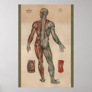 Poster Anatomie musculaire des nerfs Vintages de 1851