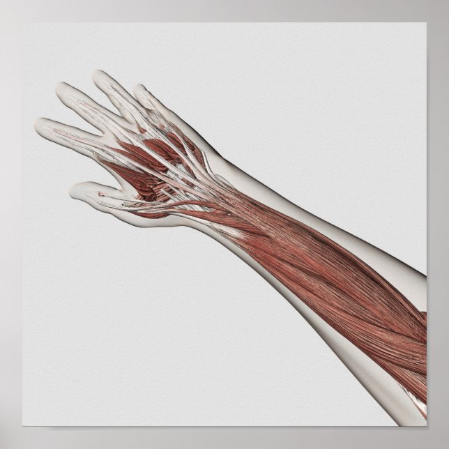 Poster Anatomie Musculaire Du Bras Humain Et De La Main (Devant)