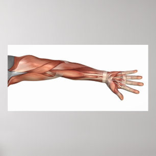 Poster Anatomie Musculaire Du Bras Humain, Vue Antérieure