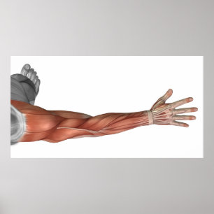 Poster Anatomie Musculaire Du Bras Humain, Vue Postérieur