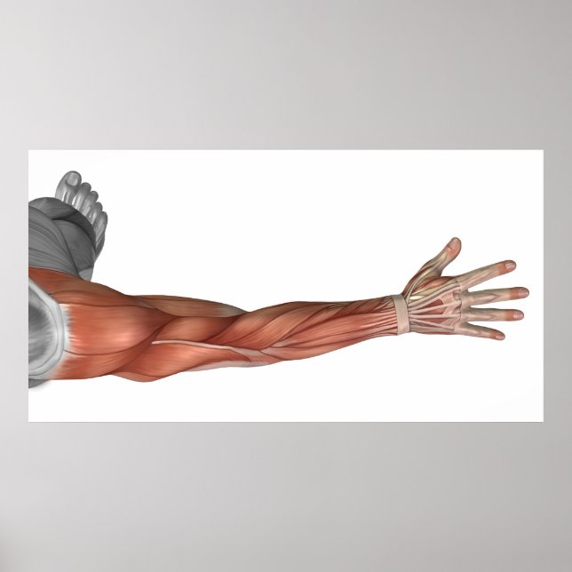 Poster Anatomie Musculaire Du Bras Humain, Vue Postérieur (Devant)