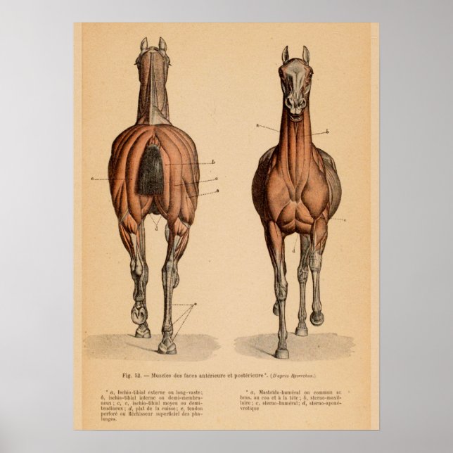 Poster Anatomie musculaire du cheval Français Vintage Imp (Devant)