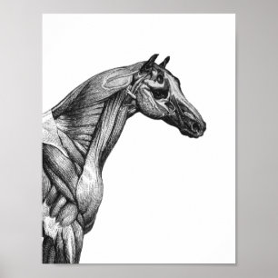 Poster Anatomie musculaire du cheval rétro