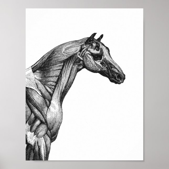 Poster Anatomie musculaire du cheval rétro (Devant)