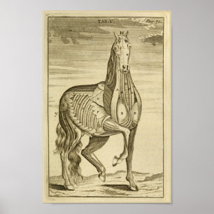 Poster Anatomie musculaire du cheval vintage Imprimer