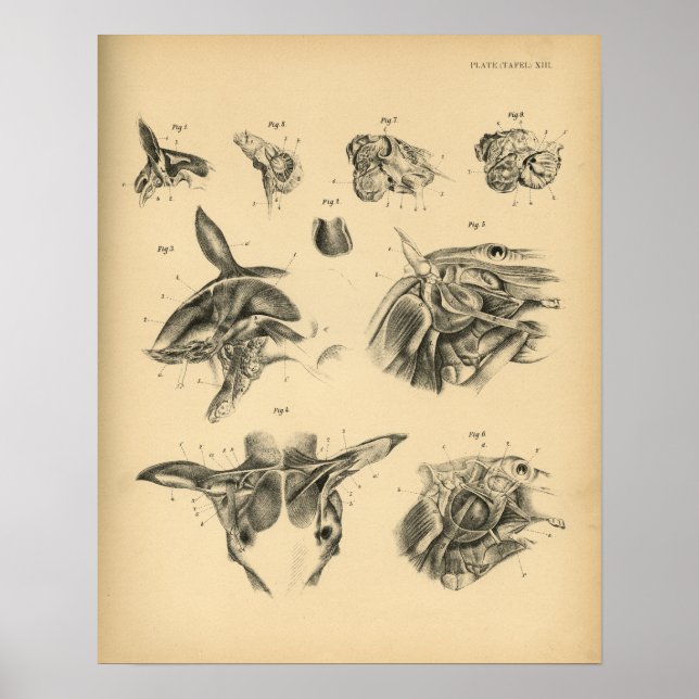 Poster Anatomie musculaire du cou du cheval 1908 Impressi (Devant)