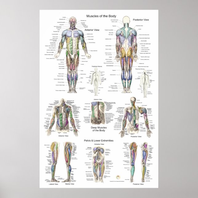 Poster Anatomie Musculaire Humain Poster Antérieur (Devant)