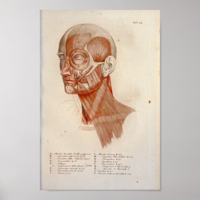 Poster Anatomie musculaire Imprimer visage Cou français (Devant)