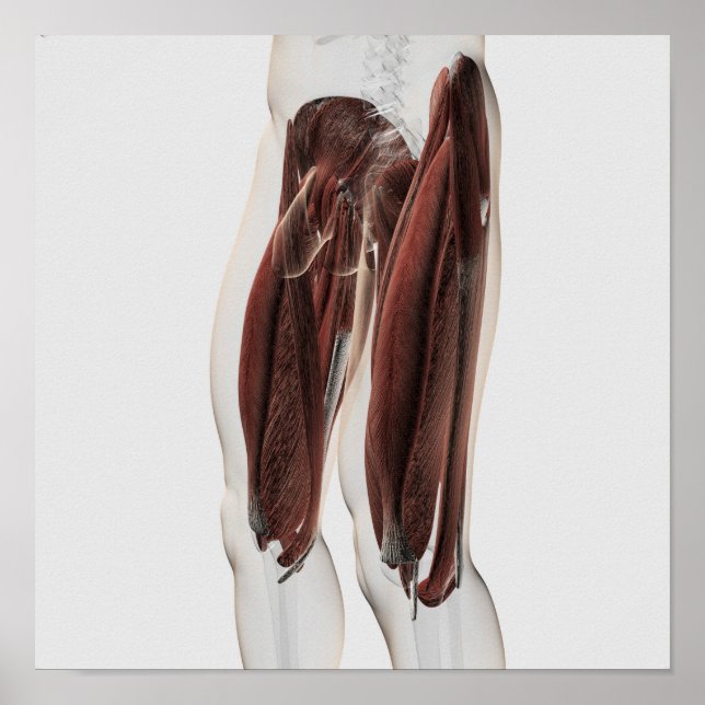 Poster Anatomie Musculaire Masculine Des Jambes Humaines, (Devant)