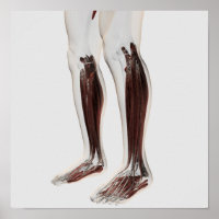 Anatomie Musculaire Masculine Des Jambes Humaines,