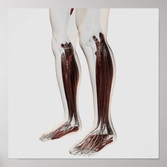 Poster Anatomie Musculaire Masculine Des Jambes Humaines, (Devant)