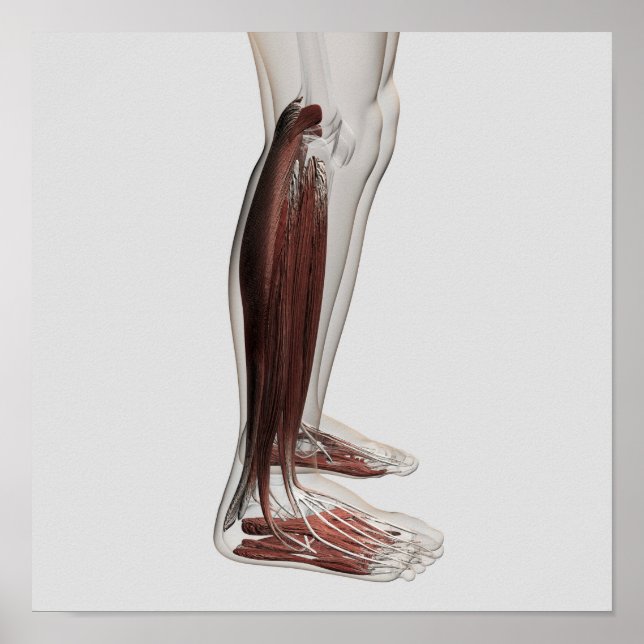 Poster Anatomie Musculaire Masculine Des Jambes Humaines, (Devant)