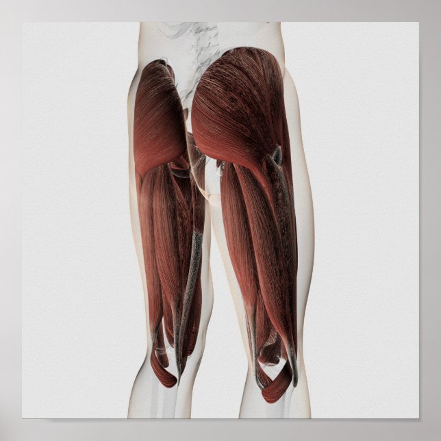 Poster Anatomie Musculaire Masculine Des Jambes Humaines  (Devant)