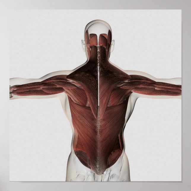 Poster Anatomie Musculaire Masculine Du Dos Humain 2 (Devant)