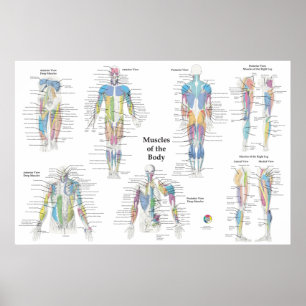 Poster Anatomie musculaire postérieure antérieure