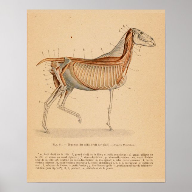 Poster Anatomie musculaire profonde du cheval Français Vi (Devant)