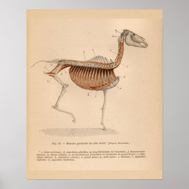 Poster Anatomie musculaire profonde du cheval Français Vi (Devant)