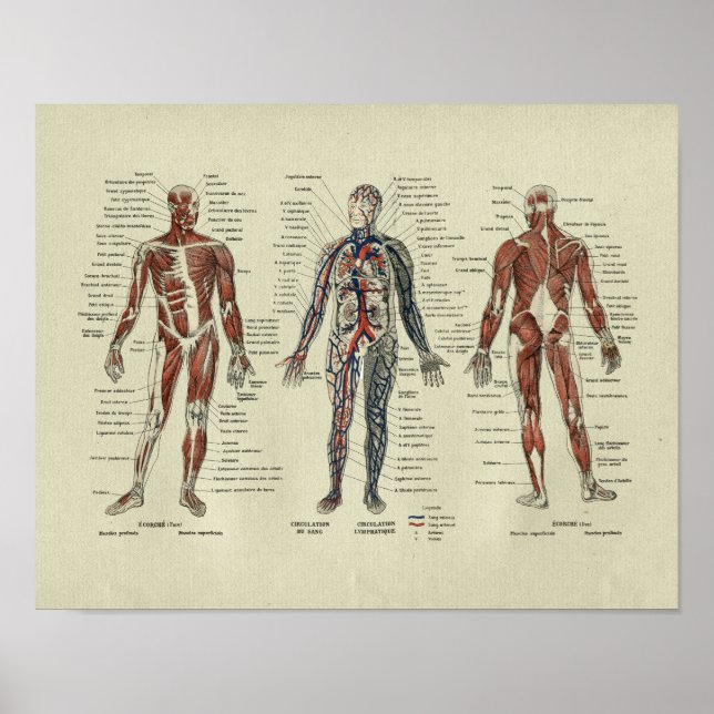 Poster Anatomie musculaire vintage française Imprimer (Devant)