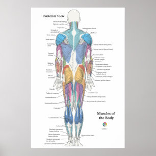 Poster Anatomie musculaire vue postérieure