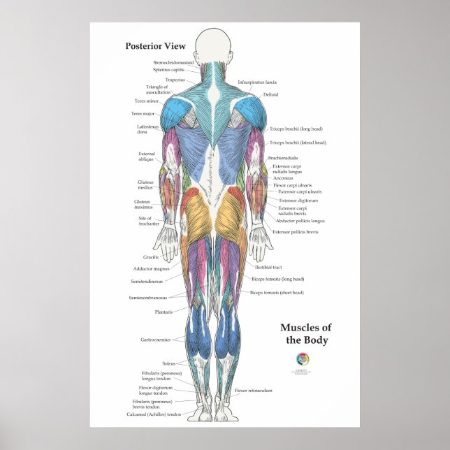 Poster Anatomie musculaire vue postérieure (Devant)