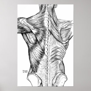Poster Anatomie noire et blanche Muscles de dos d'art (18