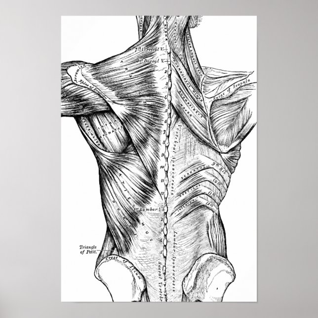 Poster Anatomie noire et blanche Muscles de dos d'art (18 (Devant)