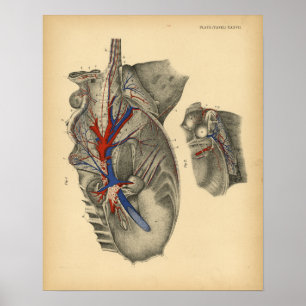 Poster Anatomie pelvienne abdominale du cheval 1908 Impri