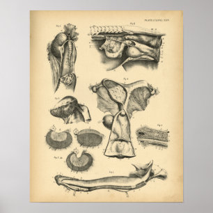 Poster Anatomie reproductrice du cheval 1908 Imprimer Vin