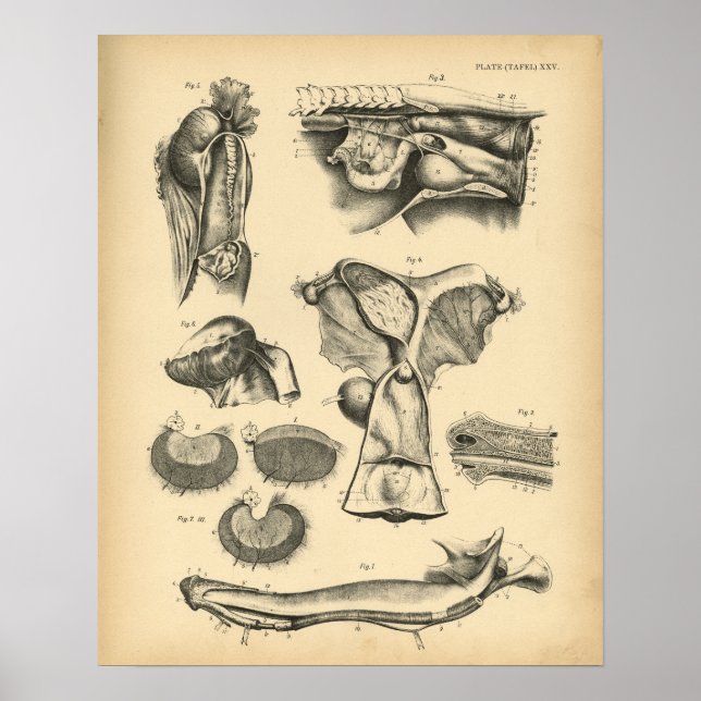 Poster Anatomie reproductrice du cheval 1908 Imprimer Vin (Devant)