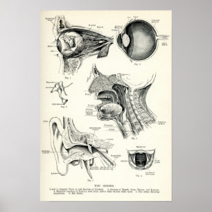 Poster Anatomie - Sens humains