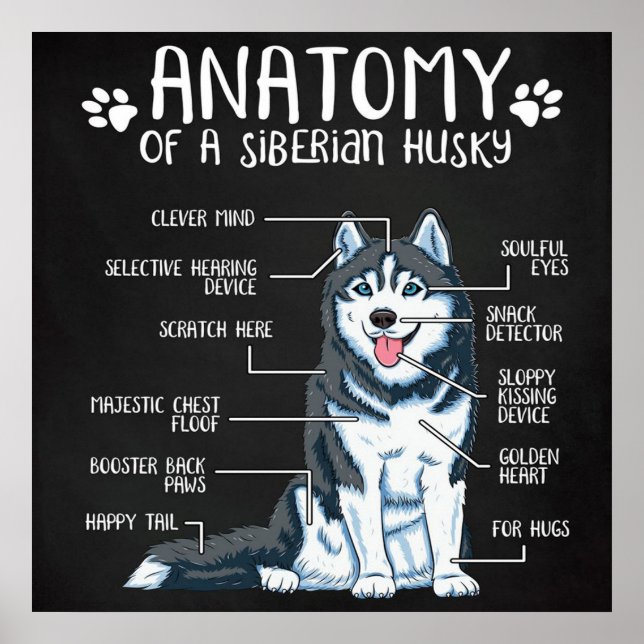 Poster Anatomie Sibérie Husky (Devant)