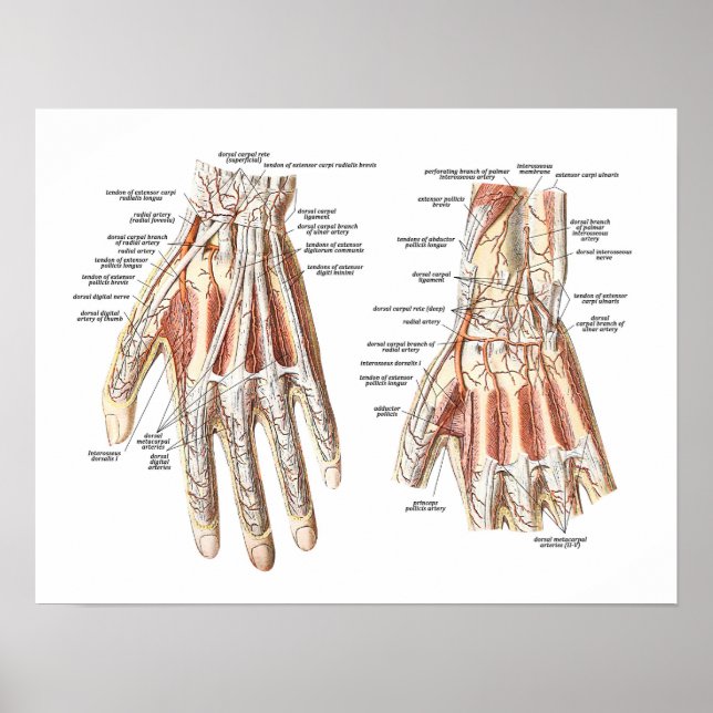 Poster Anatomie squelettique de la main (Devant)