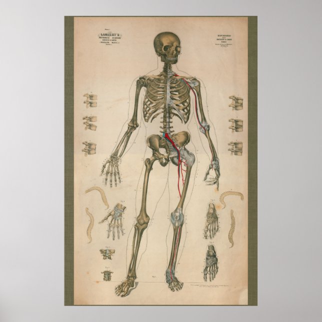 Poster Anatomie squelettique Vintage 1851 (Devant)
