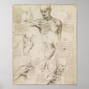 Poster Anatomie superficielle de l'épaule de Da Vinci