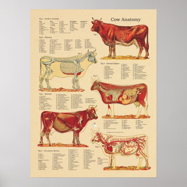 Poster Anatomie vétérinaire de la vache (Devant)
