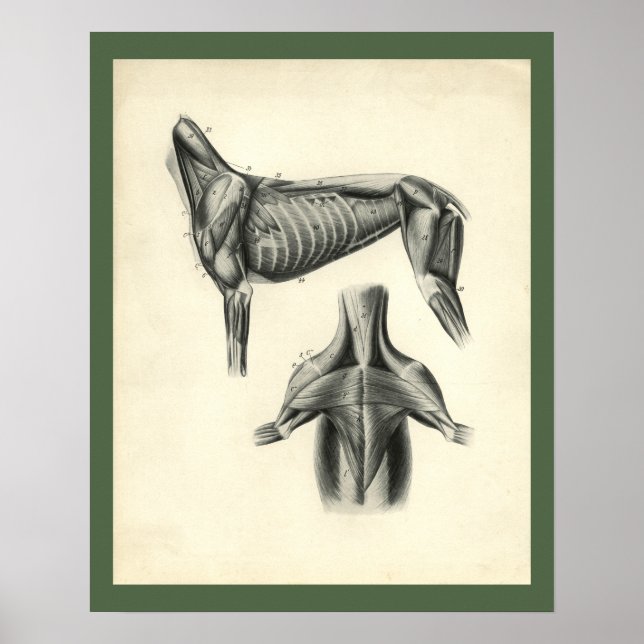 Poster Anatomie vétérinaire du chien (Devant)