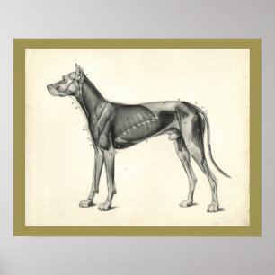 Poster Anatomie vétérinaire du chien