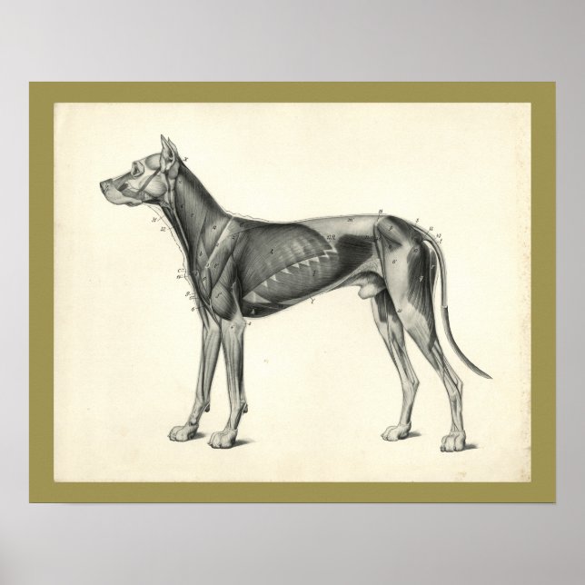 Poster Anatomie vétérinaire du chien (Devant)