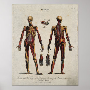 Poster Anatomie vintage