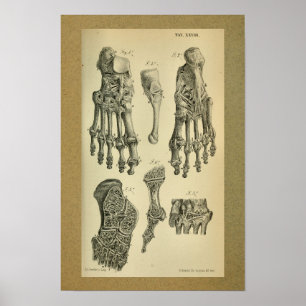 Poster Anatomie Vintage 1850
