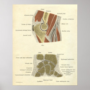 Poster Anatomie vintage Bones d'impression Coude poignet