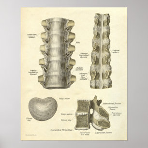 Poster Anatomie vintage Bones d'impression épine thoraciq