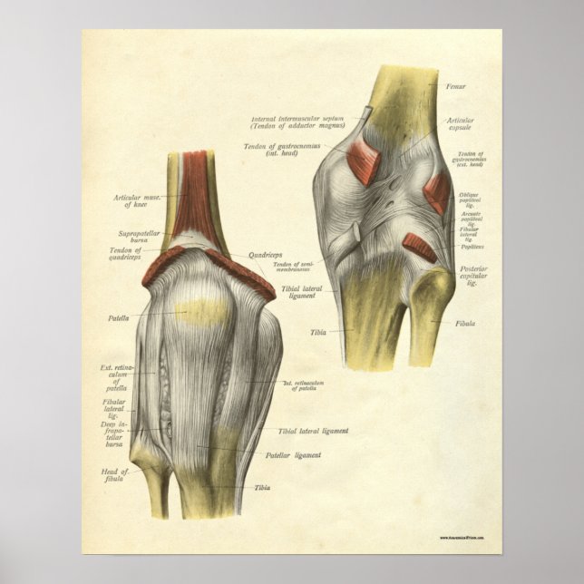 Poster Anatomie vintage Bones d'impression genou (Devant)